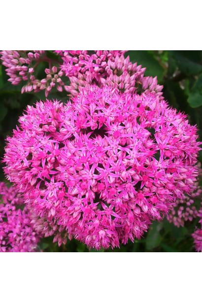 Розовые цветы очитка ‘Неон’  привлекают бабочек